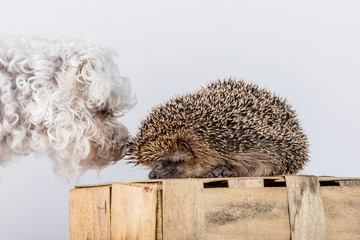 Cute hedgehog and small white dog on a wooden box.