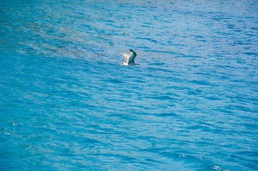 Ponza - Costa - Mare - Porto