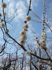 春を告げる白梅