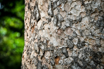 Tree bark texture