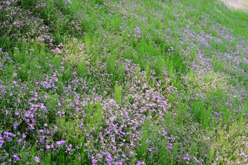 Obraz premium pink moss flowers