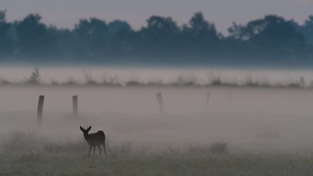 Junger Rehbock im Morgennebel, Mai