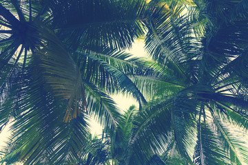 Panele Szklane Podświetlane  Tropikalne tło liści palmy