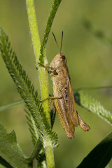  Grasshopper on stem,Grasshopper in the grass
