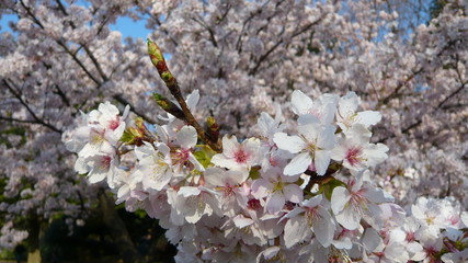 接写した満開の桜の花