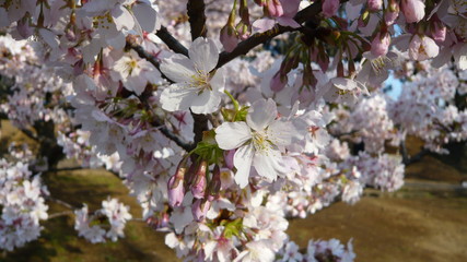 接写した満開の桜