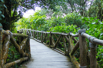 wooden bridge in the rain forest