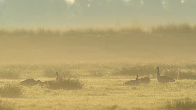 Gruppe Kanadag&auml;nse sitzen auf Wiese im Morgennebel, Mai