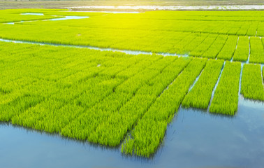 young rice tree in the rice field