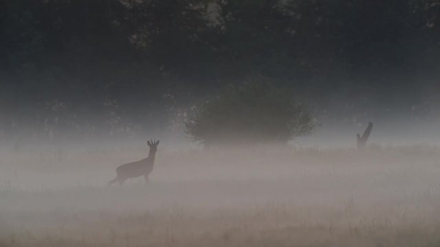 Rehbock im Morgennebel, Mai