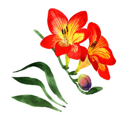 Wildflower fresia flower in a watercolor style isolated. Full name of the plant: fresia. Aquarelle wild flower for background, texture, wrapper pattern, frame or border.