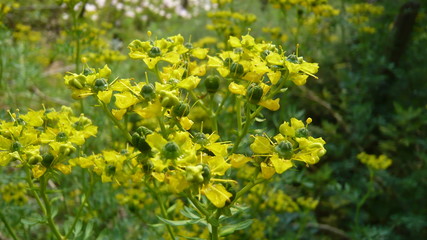 咲き誇る春の花