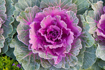 Obraz premium Flowering purple cabbage