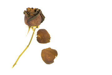 Old dried roses on a white background.