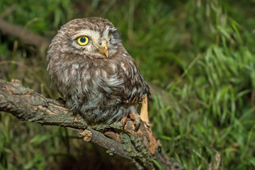 Little owl or Athene noctua perched on branch