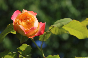 Red and orange rose flower