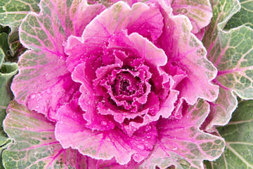 Obraz premium Flowering purple cabbage