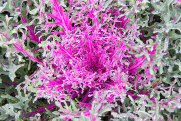Flowering purple cabbage