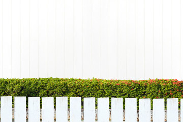 White picket fence and green leaves wall on white wooden wall  background,Clipping Path.