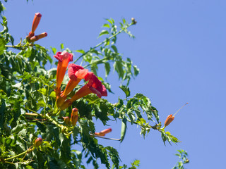 Flowers of Trumpet creeper or Campsis radicans close-up, selective focus, shallow DOF