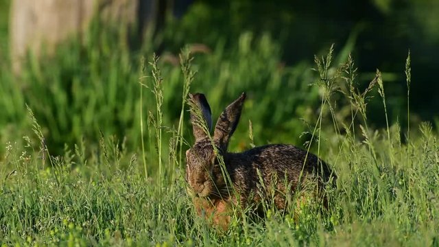 Feldhase beim Fr&uuml;hst&uuml;ck in Wiese, Mai