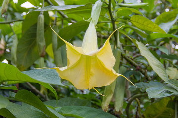 Yellow Flower datura (loudspeaker flower)