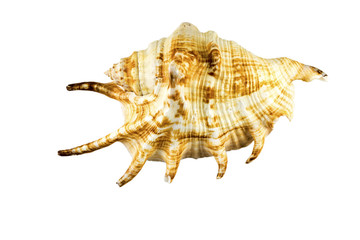 Beautiful sea shell,Lambis chiragra, isolated on white background For posters, sites, business cards, postcards, interior design, labels and stickers.