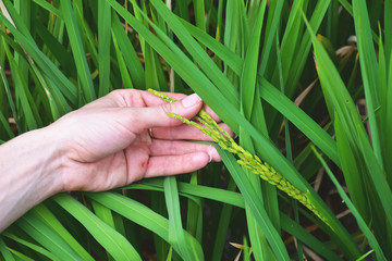 hand agriculture farm