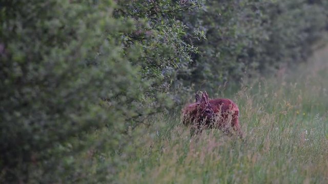 Rehbock steht an einer Hecke, Mai