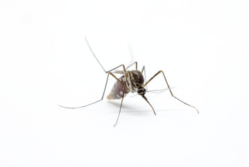 close-up or macro of a Mosquito on a white background