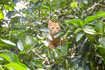 Orange cat climbing a tree