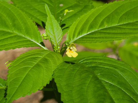 Small balsam or touch-me-not, Impatiens parviflora, flower close-up, selective focus, shallow DOF
