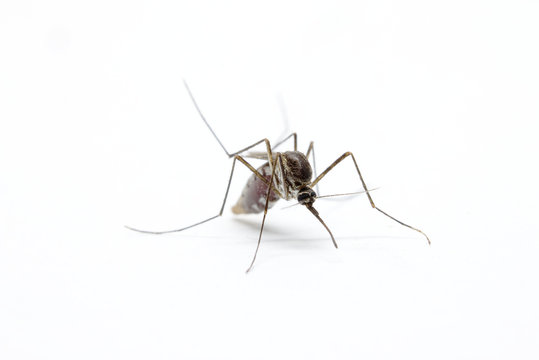 close-up or macro of a Mosquito on a white background