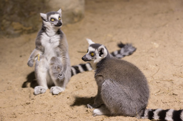 Naklejka na ściany i meble Lemur funny african animal mammal Madagascar