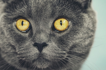 Closeup of beautiful luxury gorgeous grey british cat with vibrant eyes. Selective focus. 