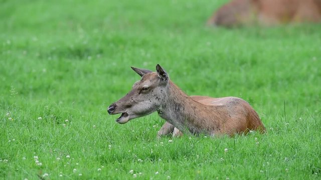 Rotwild, Hirschkuh wird von M&uuml;cken ge&auml;rgert, Juni