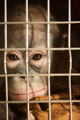 A small and young monkey orangutan sits in a cramped cage and looks into the frame. Close-up. © kazantsevaov