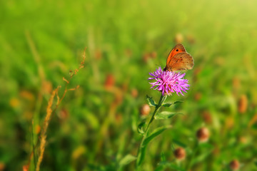 Macro shot on butterfly and cornflower.