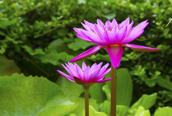 This beautiful waterlily or lotus flower is complimented by the rich colors of the deep blue water surface. Saturated colors and vibrant detail make this an almost surreal image.