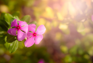 Natural pink flowers in meadow on sunlight background