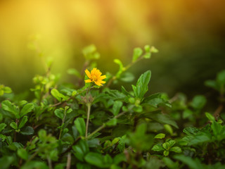 Yellow wild flower, little yellow star flower, growing up in meadow on golden rays sunlight background, close up view