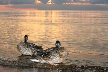 ducks are swiming in the sea sunset, latvia baltic sea