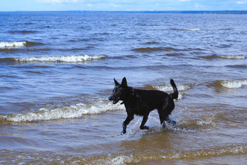 A black dog runs through the shallow waters of the bay