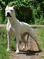 The white Dogo Argentino standing in grass. Front view. 