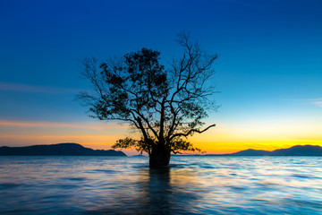 Fototapeta na wymiar Landscape beautiful mangrove tree with a colorful sunset,Phuket,Thailand.