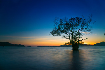 Landscape beautiful mangrove tree with a colorful sunset,Phuket,Thailand.