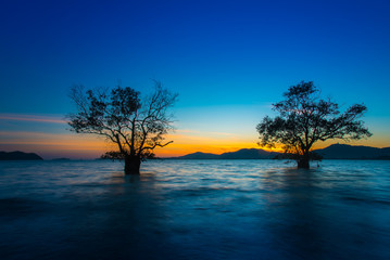 Fototapeta na wymiar Landscape beautiful mangrove tree with a colorful sunset,Phuket,Thailand.