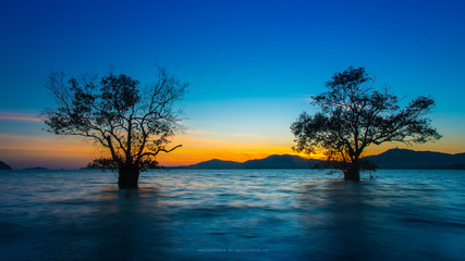 Landscape beautiful mangrove tree with a colorful sunset,Phuket,Thailand.