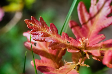 Beautiful oak leaves close-up. Yellow, red and green oak leaves with droplets of water. Isolated oak leaves with place for text