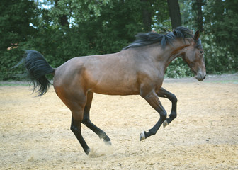 The bay sport horse  plays and jumps on freedom